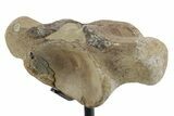 Fossil Mosasaur Vertebra with Metal Stand - Texas #351219-2